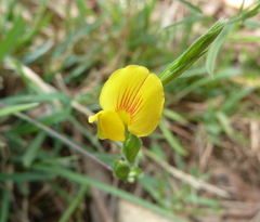 Zornia dyctiocarpa