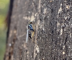 Arachnomyia arborum