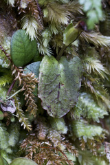 Corybas acuminatus