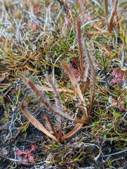 Drosera arcturi
