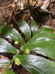 Elatostema reticulatum