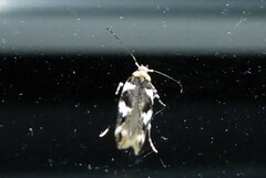 Pyroderces deamatella