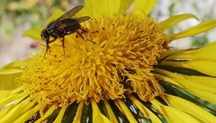 Fannia canicularis