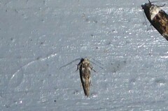 Pyroderces deamatella