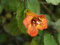 Rhabdothamnus solandri