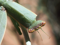 Orthodera ministralis