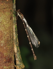 Chorismagrion risi