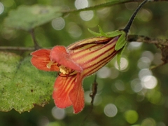 Rhabdothamnus solandri