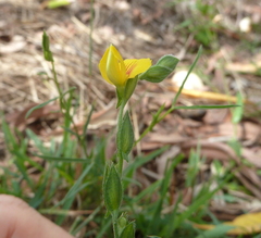 Zornia dyctiocarpa
