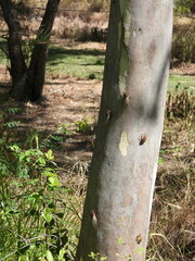 Macrotristria angularis