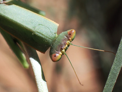 Orthodera ministralis