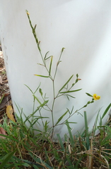 Zornia dyctiocarpa