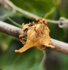 Amphibolips quercuspomiformis
