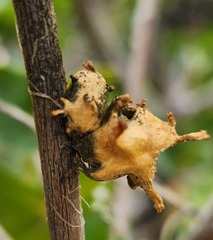 Amphibolips quercuspomiformis
