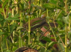 Acrocephalus agricola