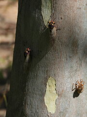 Macrotristria angularis
