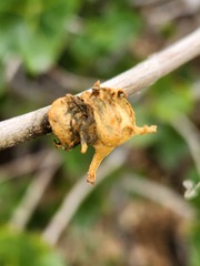 Amphibolips quercuspomiformis