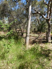 Macrotristria angularis