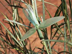 Orthodera ministralis