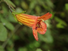 Rhabdothamnus solandri