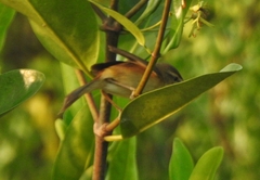 Acrocephalus agricola
