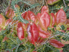 Lessertia frutescens