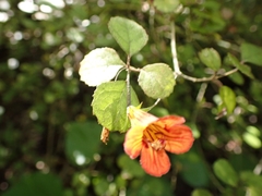 Rhabdothamnus solandri