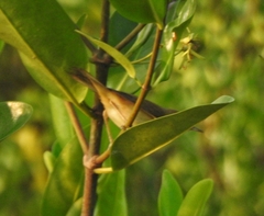 Acrocephalus agricola