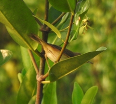 Acrocephalus agricola