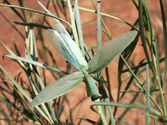 Orthodera ministralis