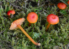 Hygrocybe subpapillata