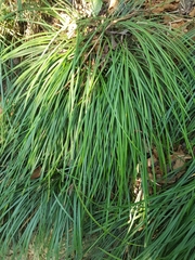 Ophiopogoneae