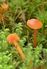 Hygrocybe insipida