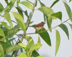 Acrocephalus agricola