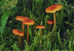 Hygrocybe subpapillata