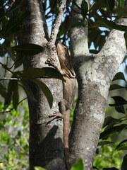 Chlamydosaurus kingii