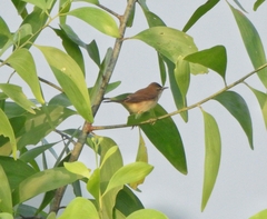 Acrocephalus agricola