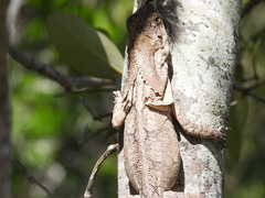 Chlamydosaurus kingii