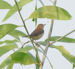 Acrocephalus agricola