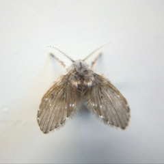 Insecta