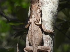 Chlamydosaurus kingii