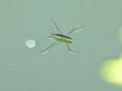 Aquarius paludum paludum