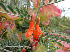 Lessertia frutescens