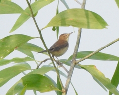 Acrocephalus agricola