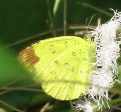 Eurema blanda