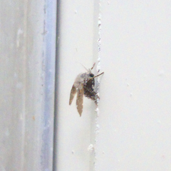 Insecta