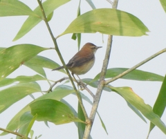 Acrocephalus agricola