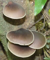 Pleurotus australis