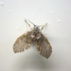 Insecta