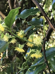 Passiflora tetrandra